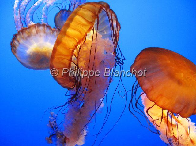 etats unis ouest 48.JPG - Chrysaora fuscescensSea nettle, MéduseCnidaria, PelagiidaeAquarium de Monterey, Californie, Etats-Unis